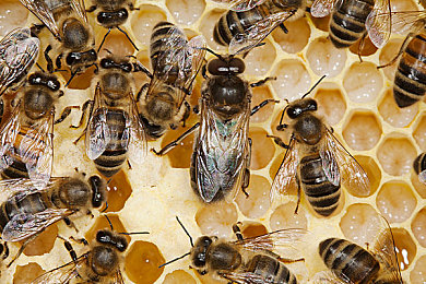 澳大利亞研究人員首次發(fā)現(xiàn)昆蟲也具有復(fù)雜的認知能力